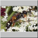 Mellinus crabroneus - Grabwespe w29 12mm - auf wilder Moehre - OS-Wallenhorst Sandgrube.jpg